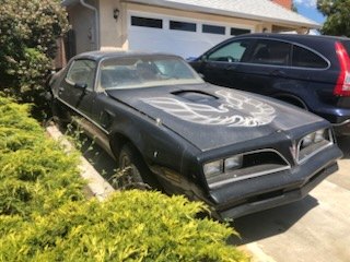 Weathered black Pontiac Trans Am parked beside shrubs